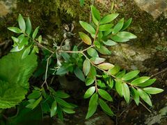 Diospyros glabra