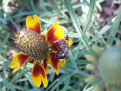 Copestylum tamaulipanum