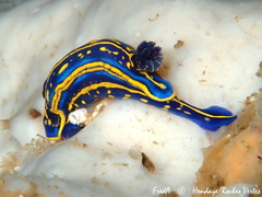 Felimare cantabrica