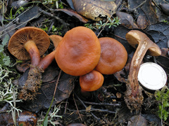 Lactarius atlanticus