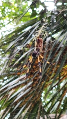Trichonephila clavipes