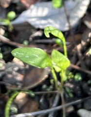 Claytonia perfoliata