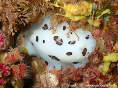 Peltodoris atromaculata