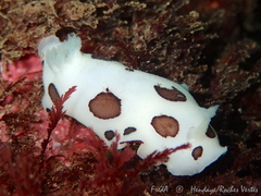 Peltodoris atromaculata