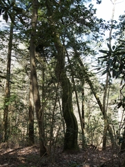 Quercus montana