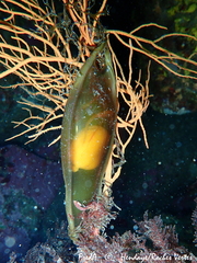 Scyliorhinus stellaris