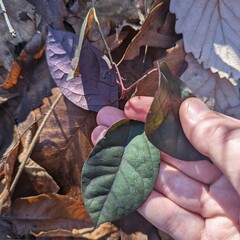 Bignonia capreolata