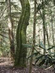 Quercus montana