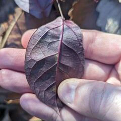 Bignonia capreolata