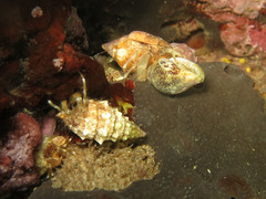 Cestopagurus timidus