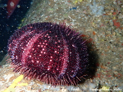 Sphaerechinus granularis