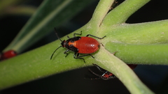 Caenocoris nerii