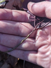 Bignonia capreolata