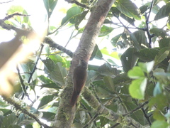 Lepidocolaptes lacrymiger