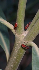 Caenocoris nerii
