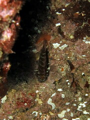 Gammogobius steinitzi