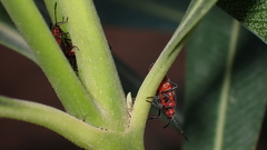 Caenocoris nerii