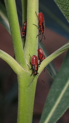 Caenocoris nerii