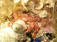 Liocarcinus corrugatus