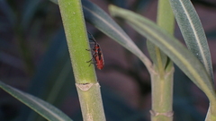 Caenocoris nerii