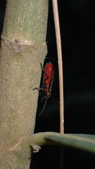 Caenocoris nerii