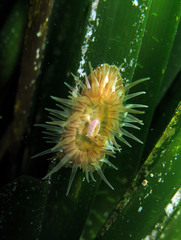 Paractinia striata
