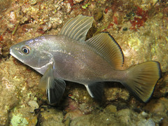 Sciaena umbra