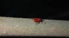 Caenocoris nerii