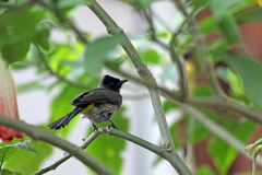 Pycnonotus barbatus layardi