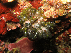 Valonia macrophysa