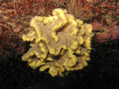 Axinella damicornis