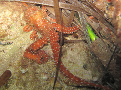 Callistoctopus macropus