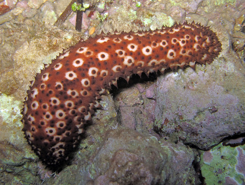 Photo of Brown sea cucumber (Holothuria sanctori)