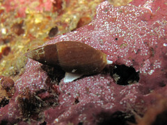 Episcomitra cornicula