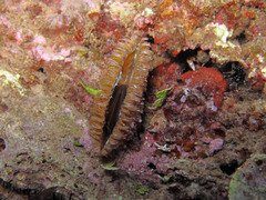 Pinna nobilis