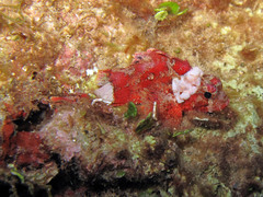Scorpaena notata