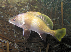Sciaena umbra