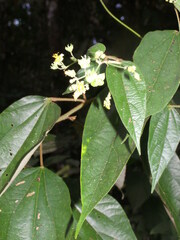 Hampea