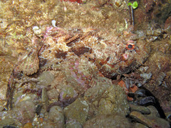 Scorpaena scrofa