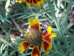 Copestylum tamaulipanum