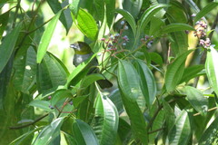 Chlorospingus flavigularis