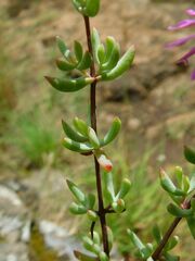 Lampranthus falcatus