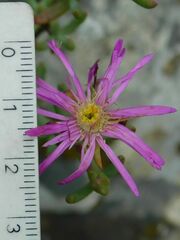 Lampranthus falcatus