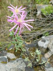 Lampranthus falcatus