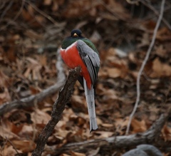 Trogon elegans