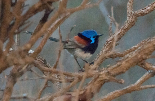 Malurus pulcherrimus