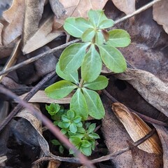 Galium triflorum