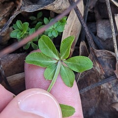 Galium triflorum