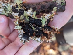 Parmotrema hypotropum