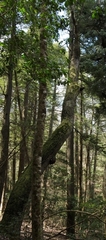 Quercus montana